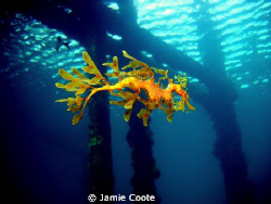 " Jetty life"
A Leafy Sea Dragon just cruising around it... by Jamie Coote 